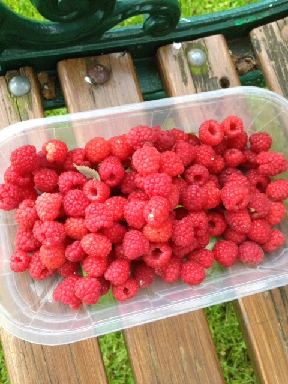 himbeeren